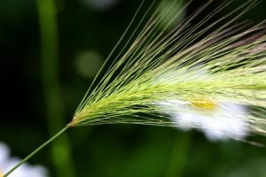 Understanding the Dangers of Foxtails for Pets and Horses